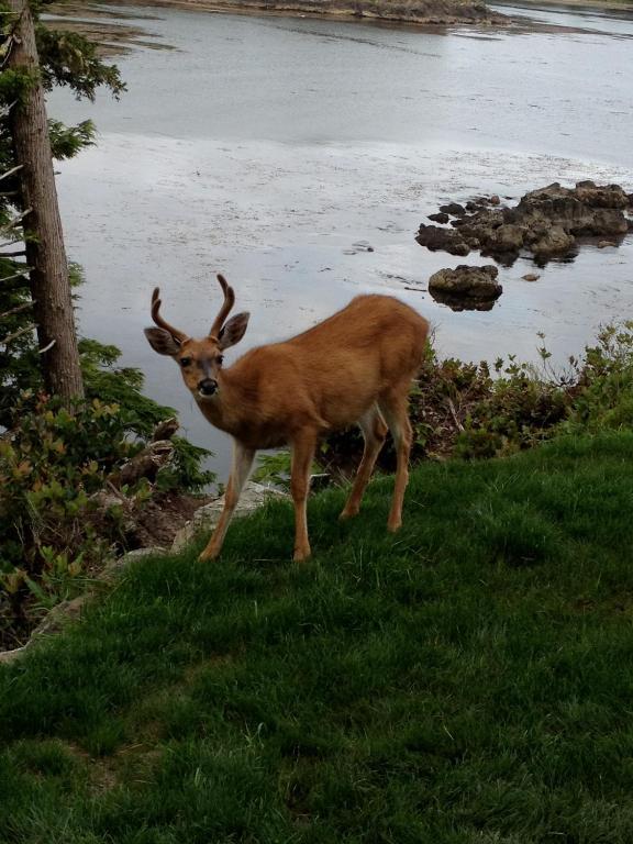 Cygnet Cove Suites Ucluelet Zewnętrze zdjęcie