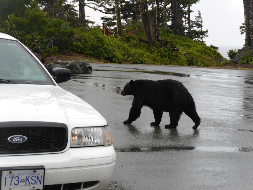 Cygnet Cove Suites Ucluelet Pokój zdjęcie