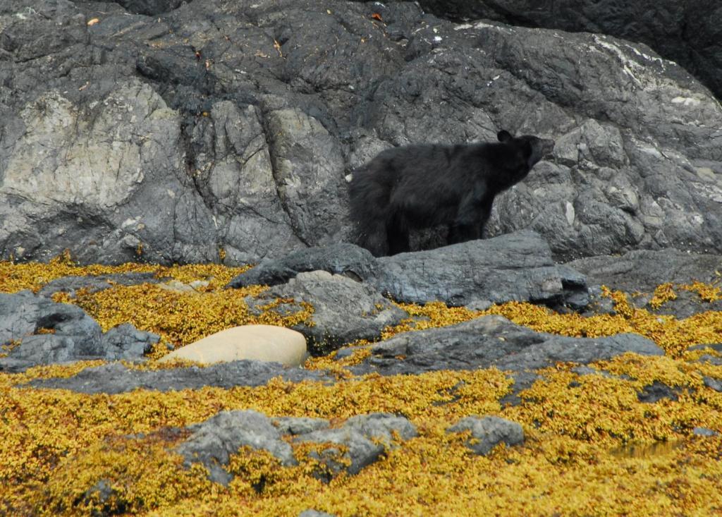 Cygnet Cove Suites Ucluelet Zewnętrze zdjęcie