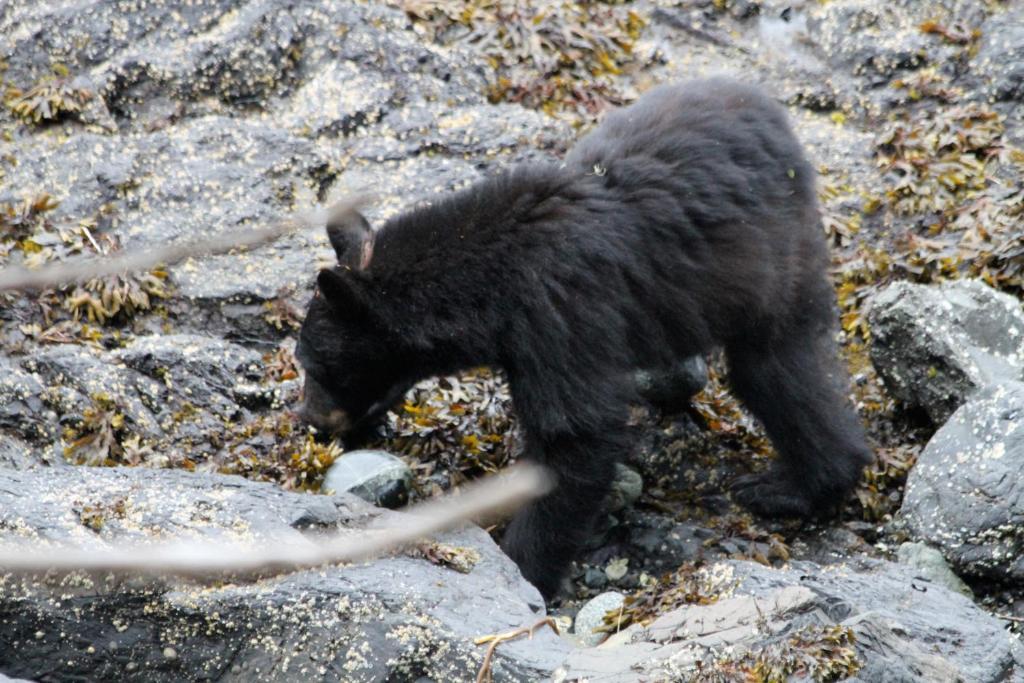 Cygnet Cove Suites Ucluelet Zewnętrze zdjęcie