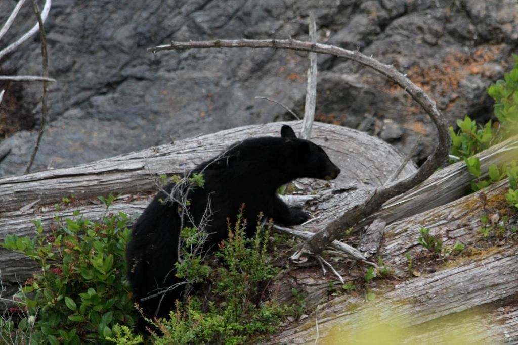 Cygnet Cove Suites Ucluelet Zewnętrze zdjęcie