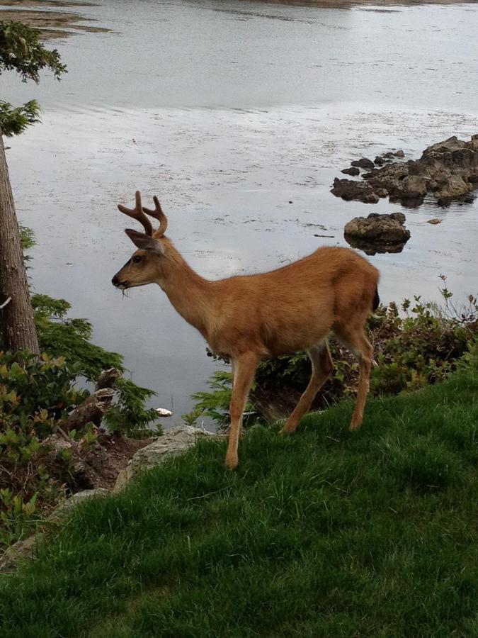 Cygnet Cove Suites Ucluelet Pokój zdjęcie